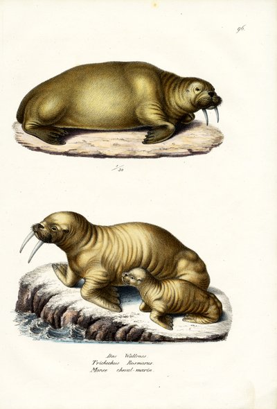 Walrus by Karl Joseph Brodtmann